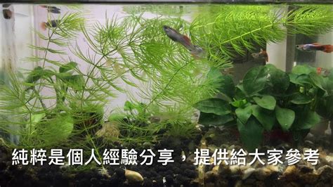 養魚先養水|養魚新手入門：水族箱設缸完全教學！